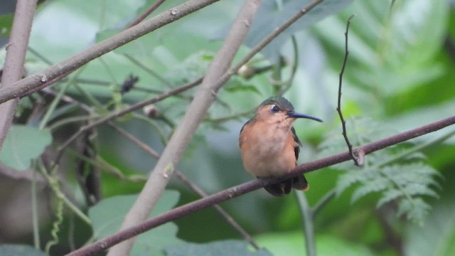 kolibřík pestroocasý - ML450808141