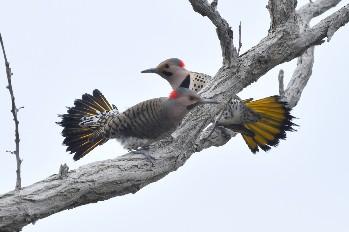 Northern Flicker (Yellow-shafted) - ML450809651