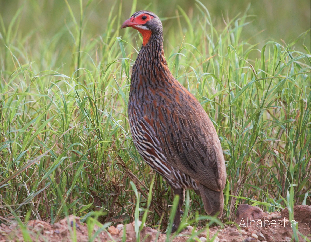 Gray-breasted Spurfowl - ML450814551