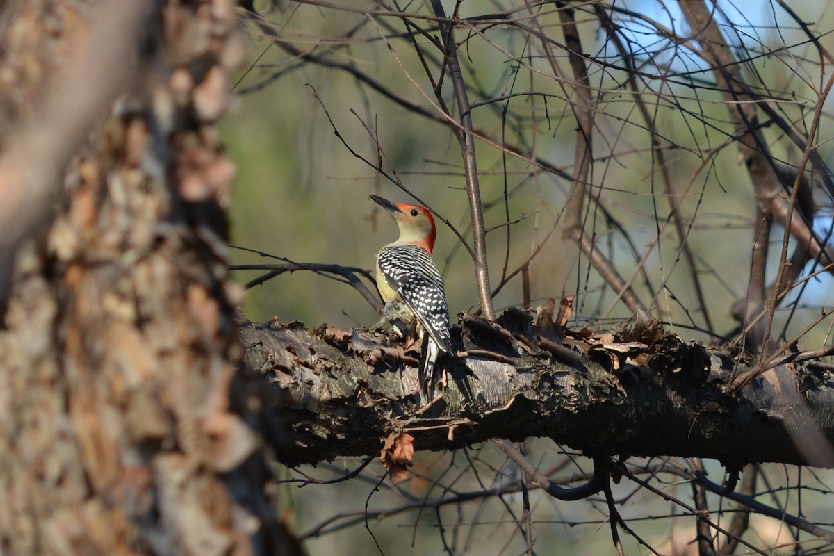 Red-bellied Woodpecker - Jeremy Collison