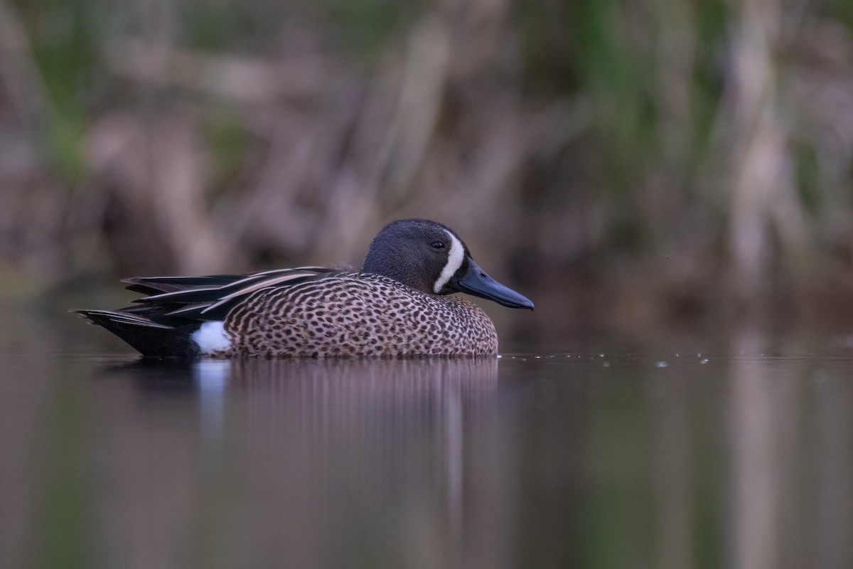 Blue-winged Teal - ML450816101
