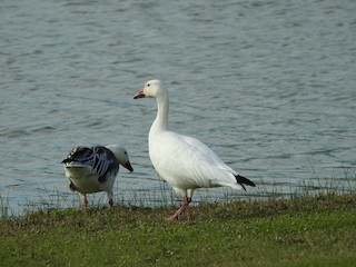 Snow Goose, ML45081781