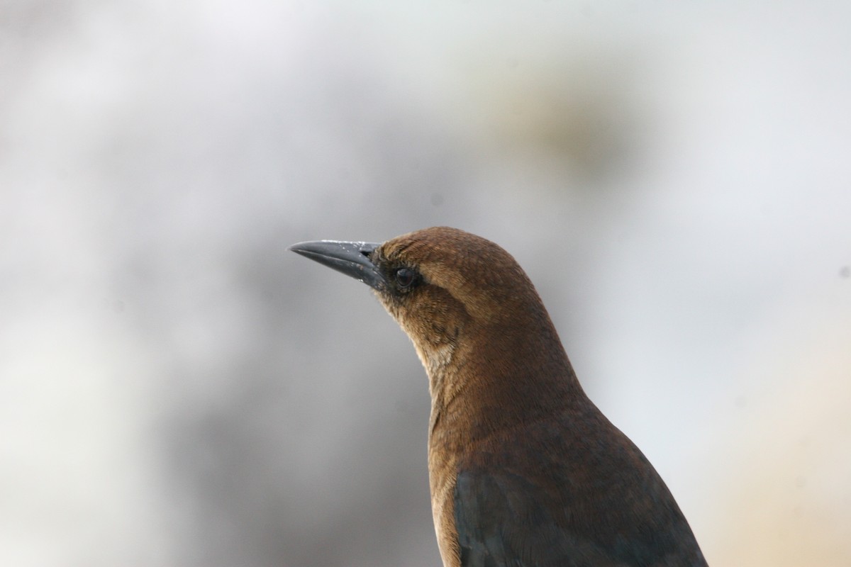 Boat-tailed Grackle - ML45081871