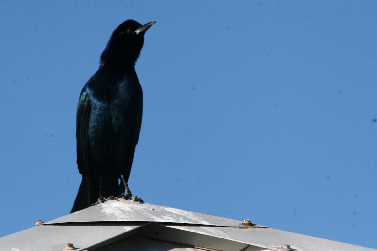 Boat-tailed Grackle - ML45081911