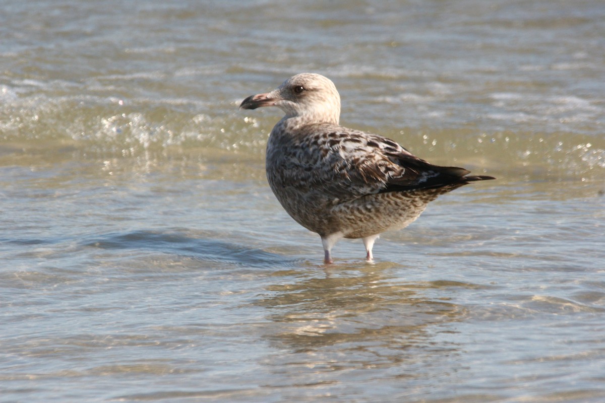 Lesser Black-backed Gull (graellsii) - ML45082511
