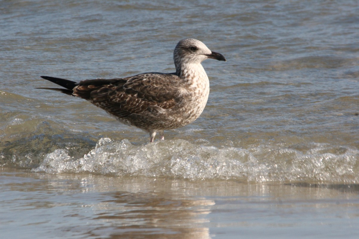 Lesser Black-backed Gull (graellsii) - ML45082521