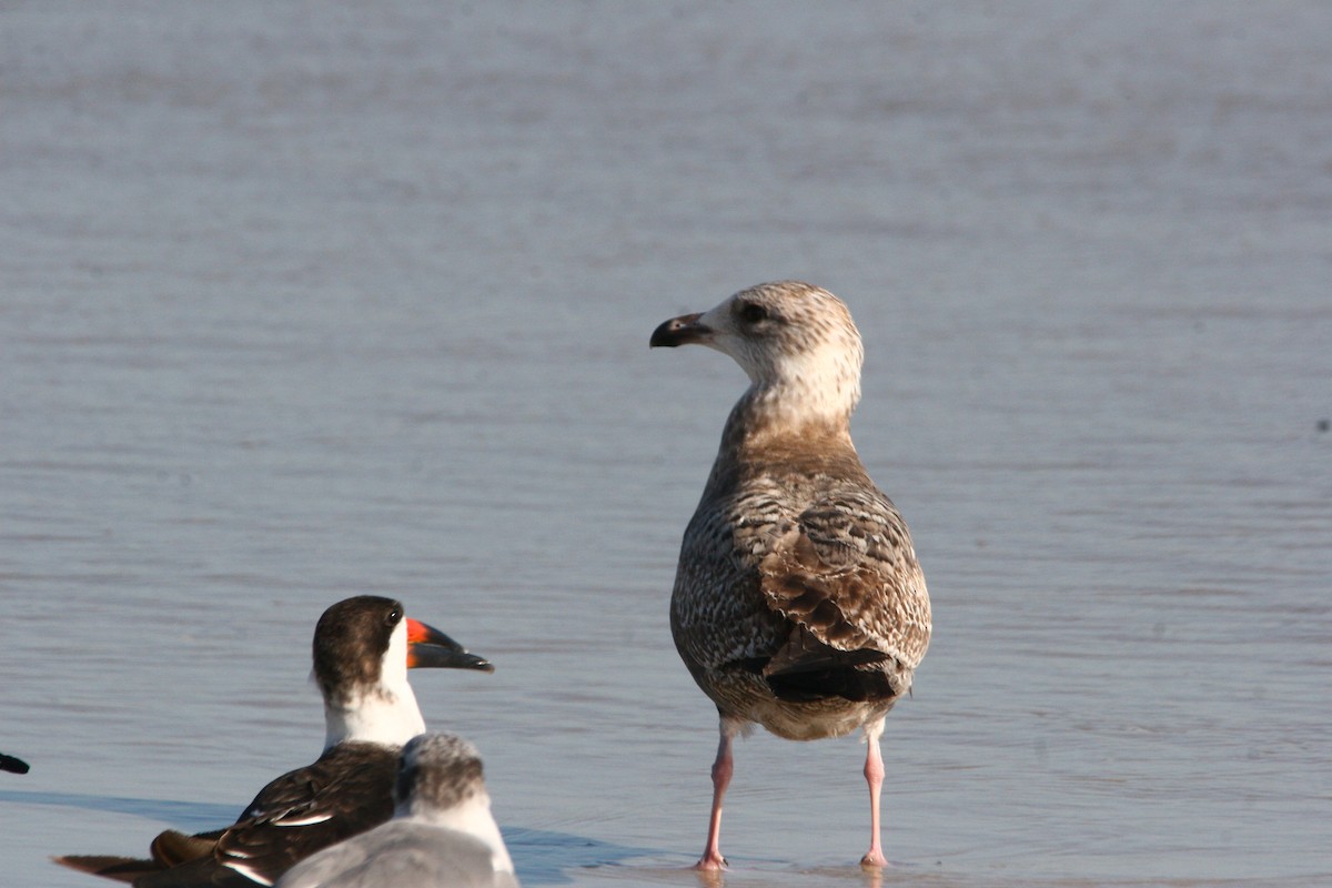 Lesser Black-backed Gull (graellsii) - ML45082531