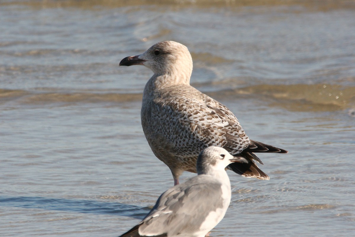 Herring Gull (American) - ML45082681