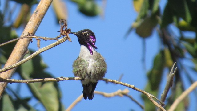 Costa's Hummingbird - ML450828091