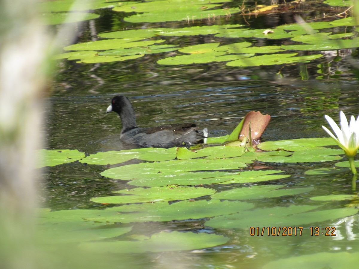 American Coot - Vivian F. Moultrie