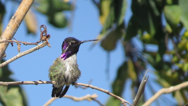 Costa's Hummingbird - ML450829321