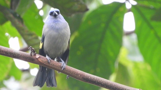 Yellow-winged Tanager - ML450829961