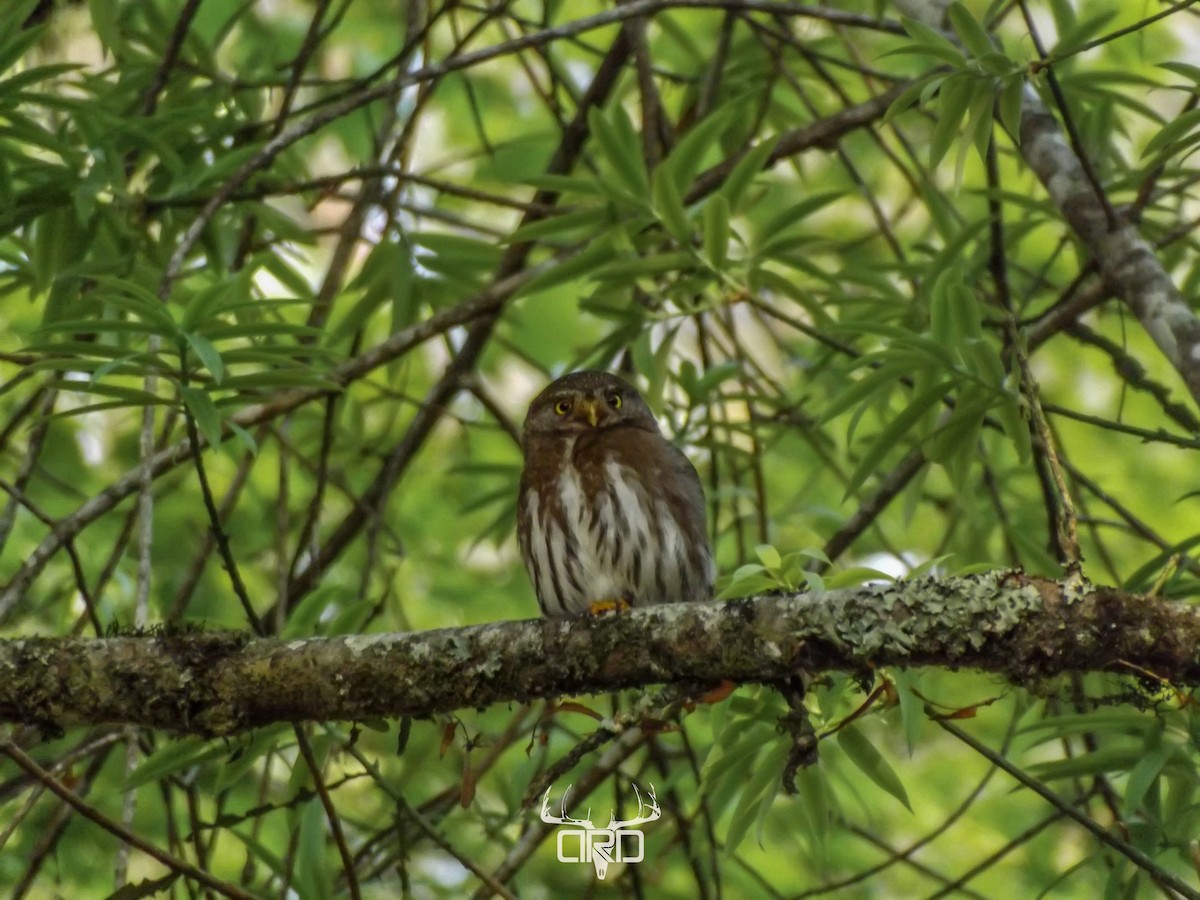 Tamaulipas Pygmy-Owl - ML450831631