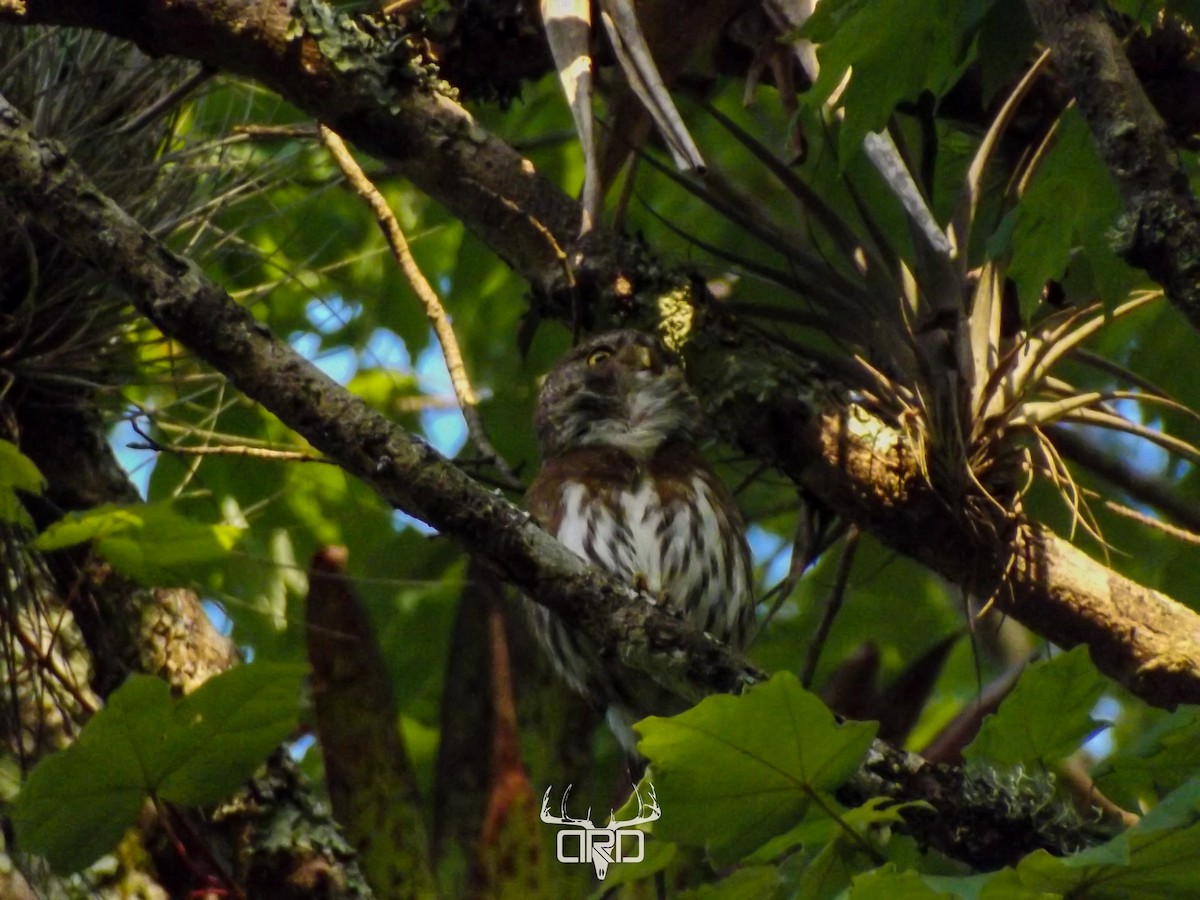 Tamaulipas Pygmy-Owl - ML450831891