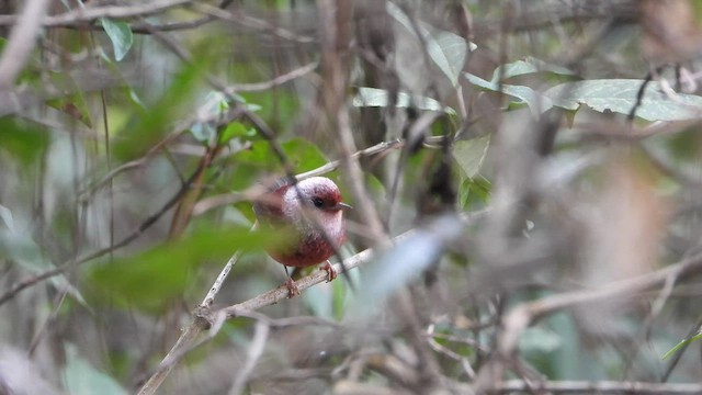 Pink-headed Warbler - ML450833401