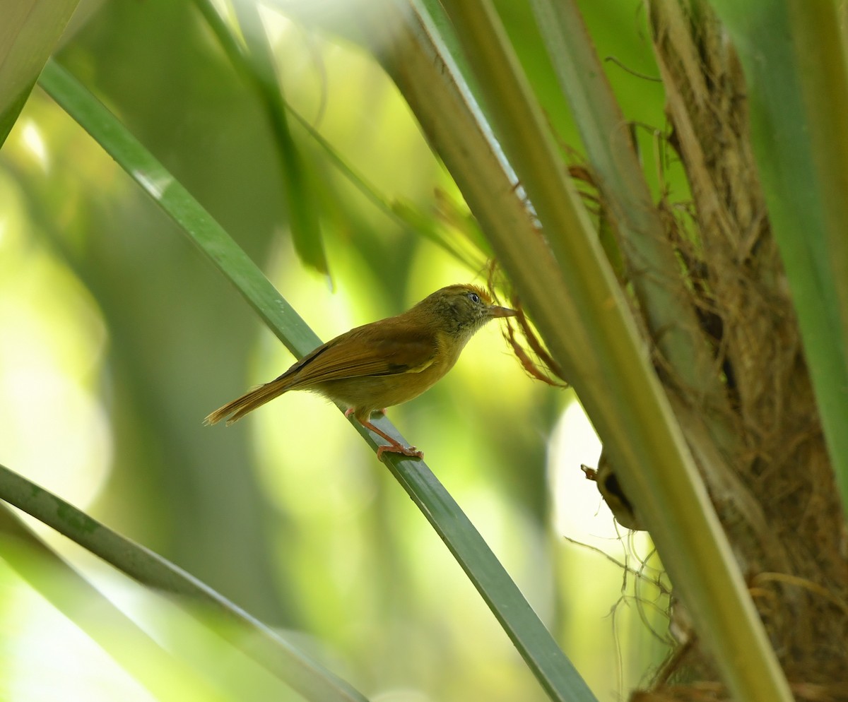 Tawny-crowned Greenlet - ML450834781