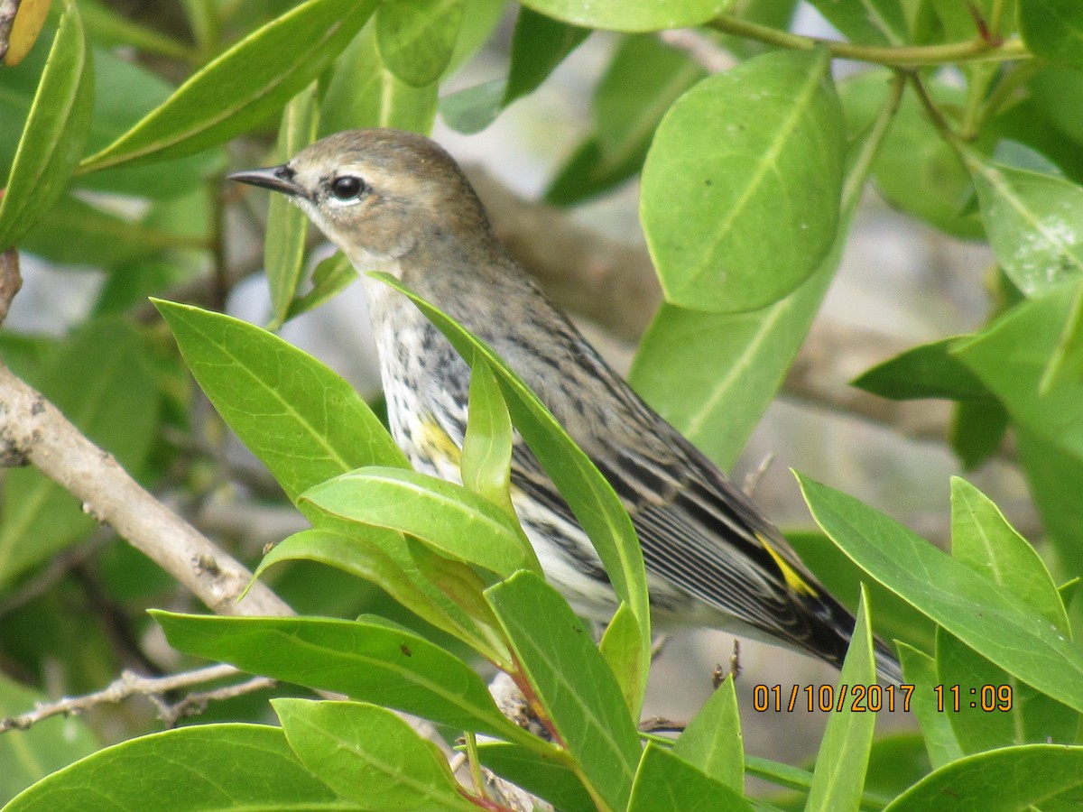 Yellow-rumped Warbler - Vivian F. Moultrie
