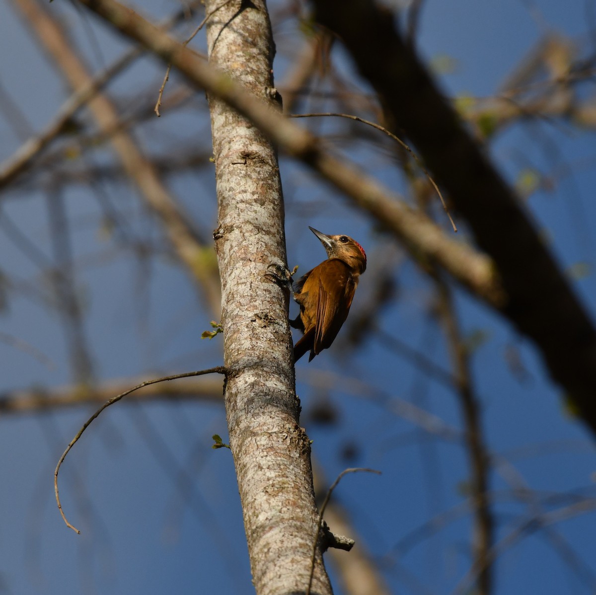 Smoky-brown Woodpecker - ML450841591