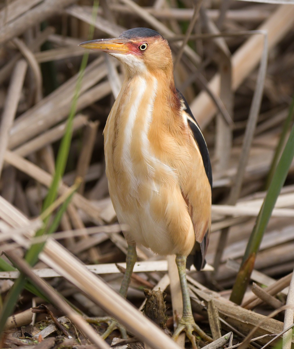 Least Bittern - Arthur Mercado