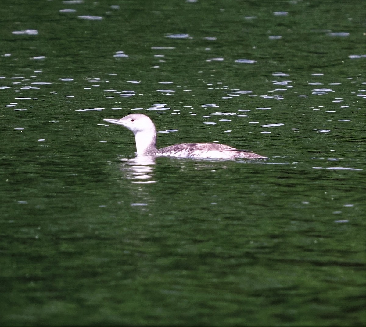 Red-throated Loon - ML450860791