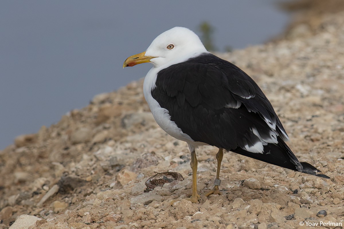 Lesser Black-backed Gull (fuscus) - ML450862081