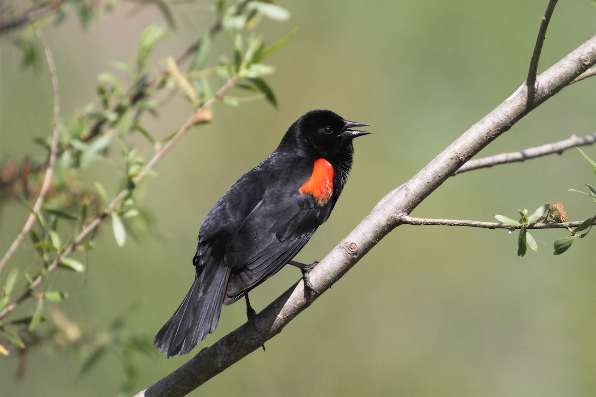 Red-winged Blackbird - Brennan Mulrooney
