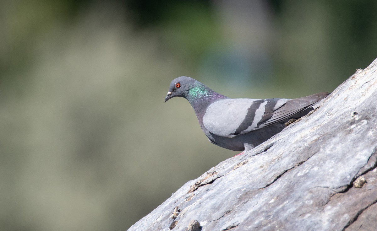 Rock Pigeon (Feral Pigeon) - ML450865461