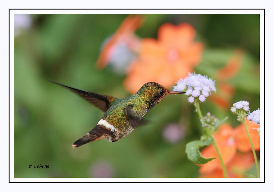 Rufous-crested Coquette - CELINE LAHAYE