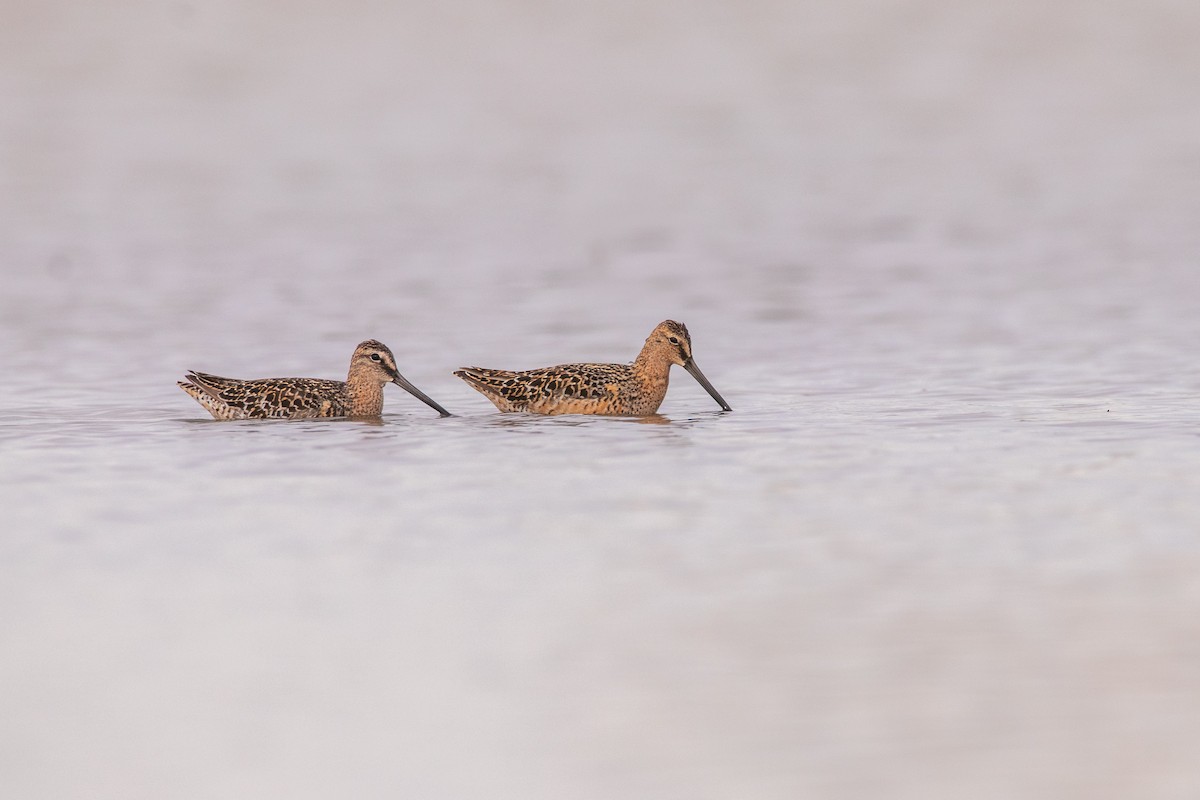 Long-billed Dowitcher - ML450868381