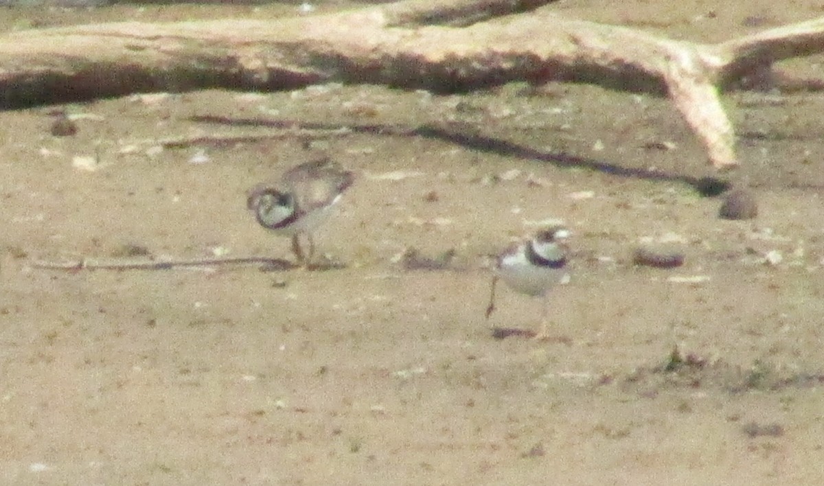 Semipalmated Plover - ML450873251
