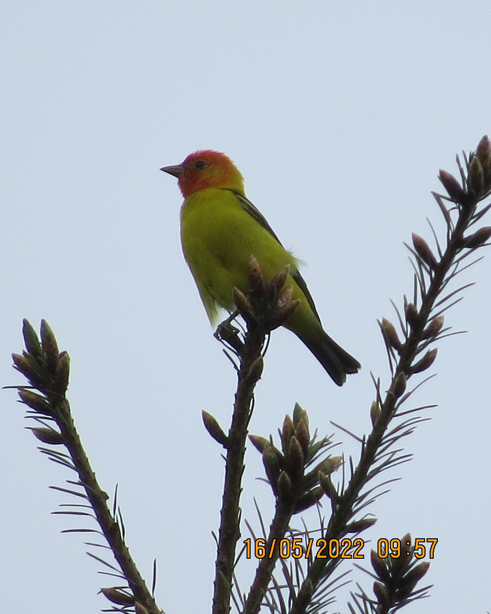 Western Tanager - ML450880811