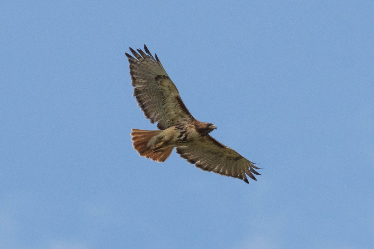 Red-tailed Hawk - ML450897241