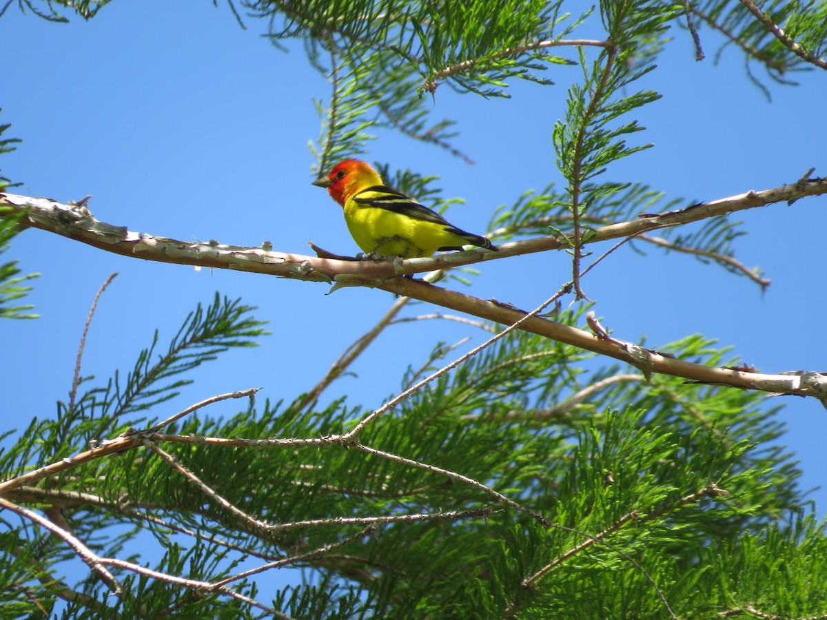 Western Tanager - ML450899661