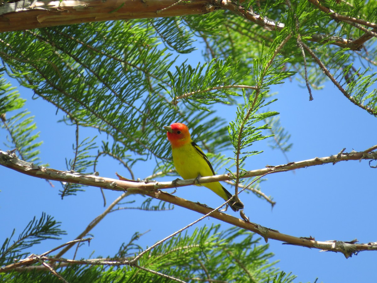 Western Tanager - ML450899671