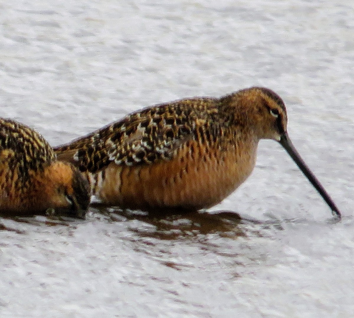 Long-billed Dowitcher - ML450901791