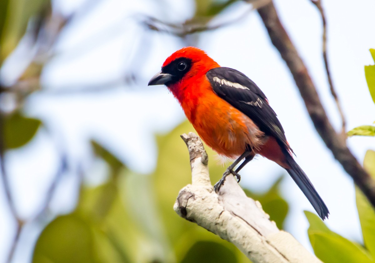 White-winged Tanager - ML450913671