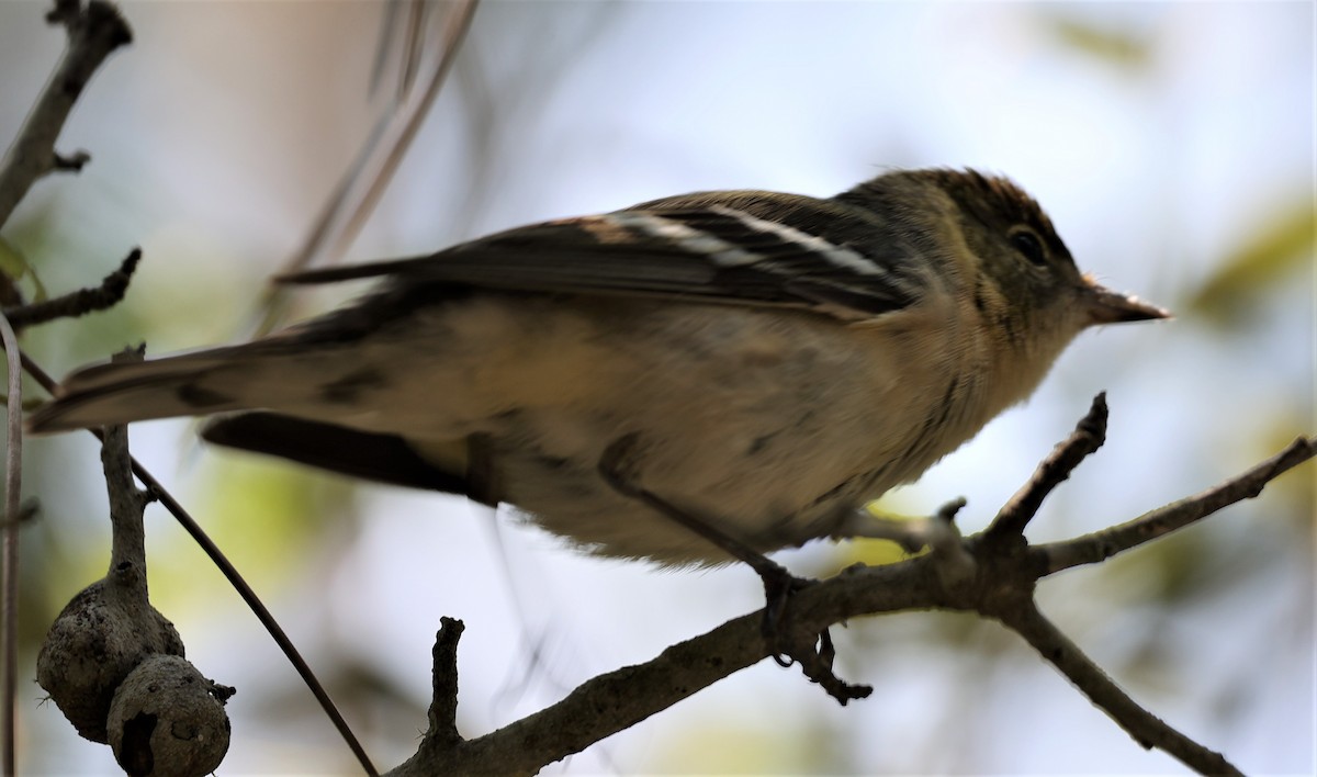 Bay-breasted Warbler - ML450914841
