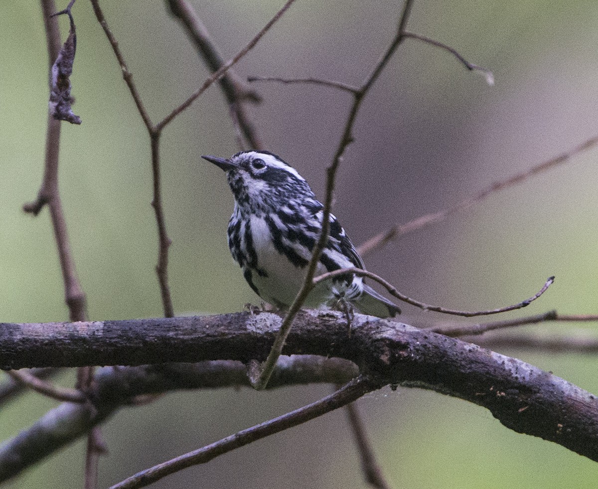 Black-and-white Warbler - ML450924391