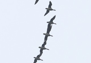 Brant, ML450927191