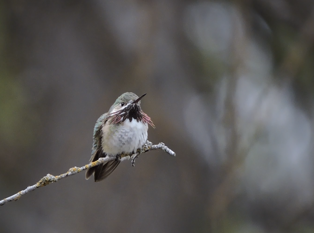 Calliope Hummingbird - ML450927581