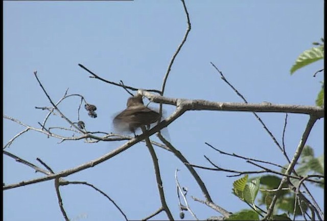 Northern Rough-winged Swallow (Northern) - ML450930