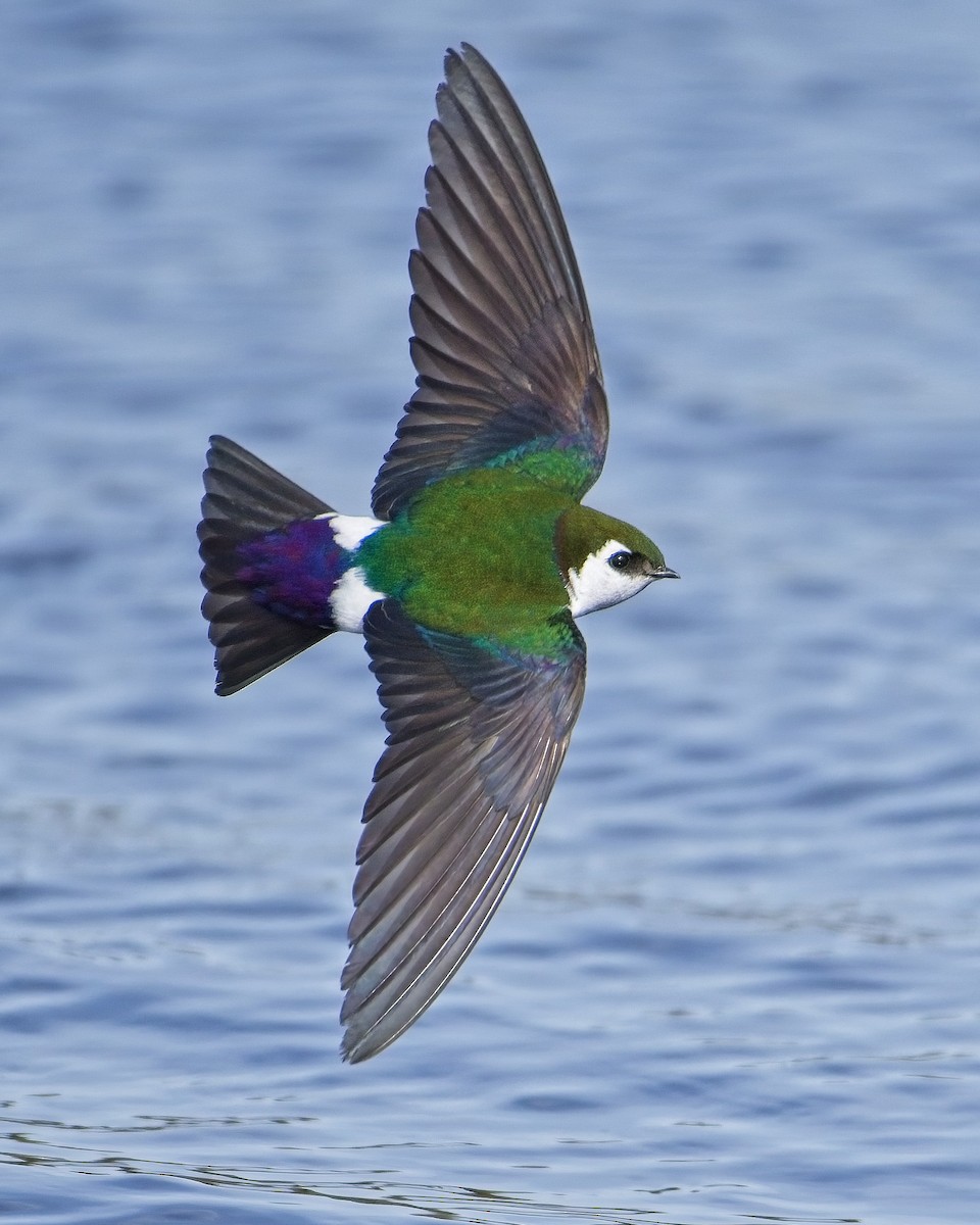 Violet-green Swallow - ML450930221