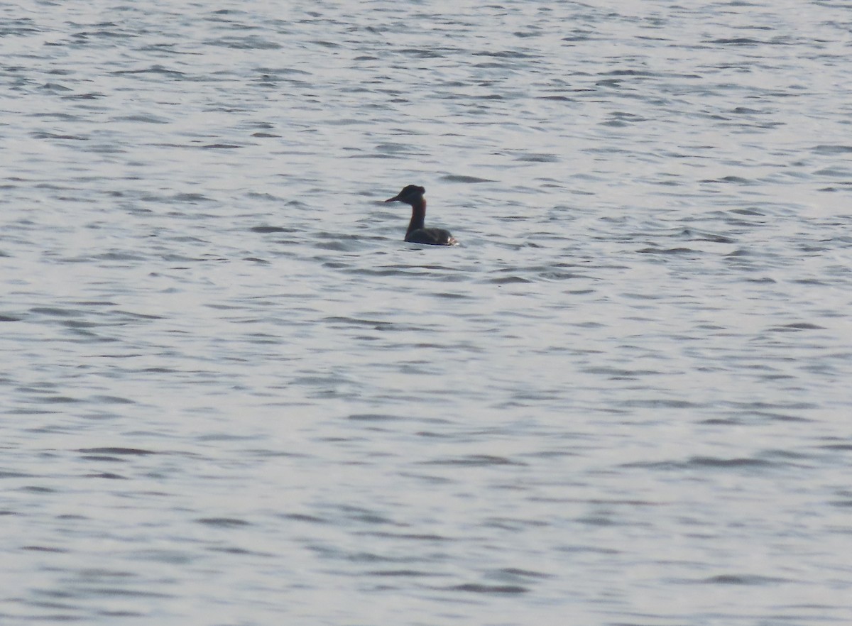 Red-necked Grebe - ML450932231