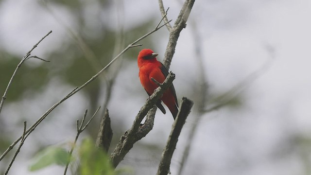 Scarlet Tanager - ML450932501