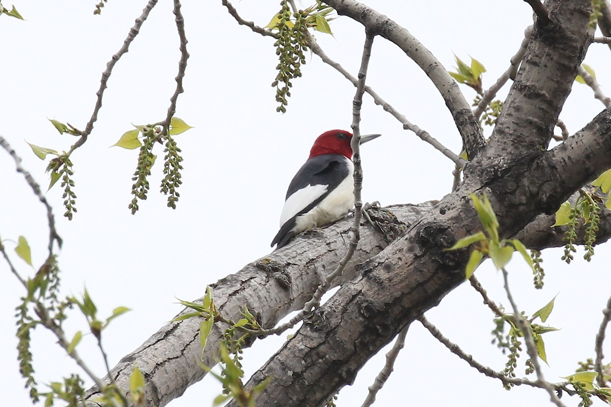 Red-headed Woodpecker - ML450933061