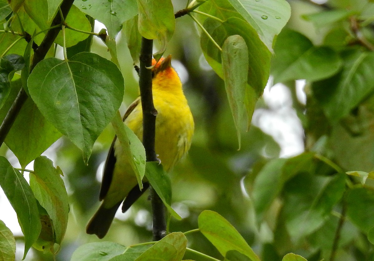 Western Tanager - ML450937911