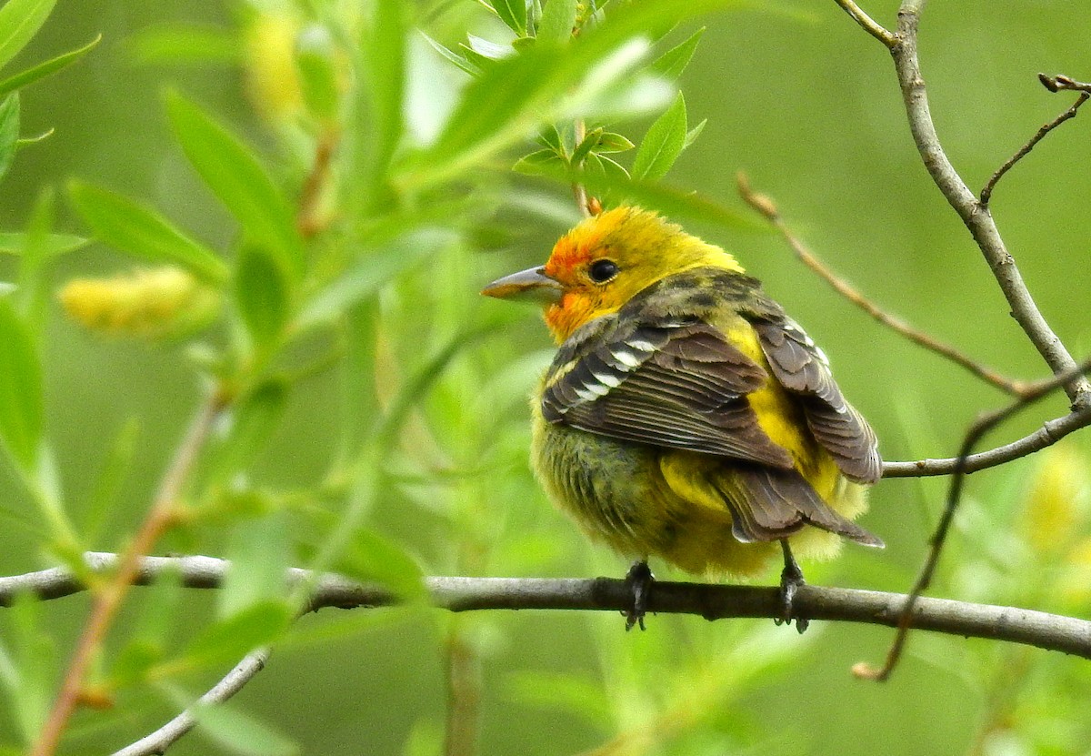 Western Tanager - ML450937931