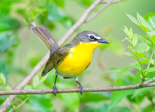 Yellow Breasted Chat Ebird