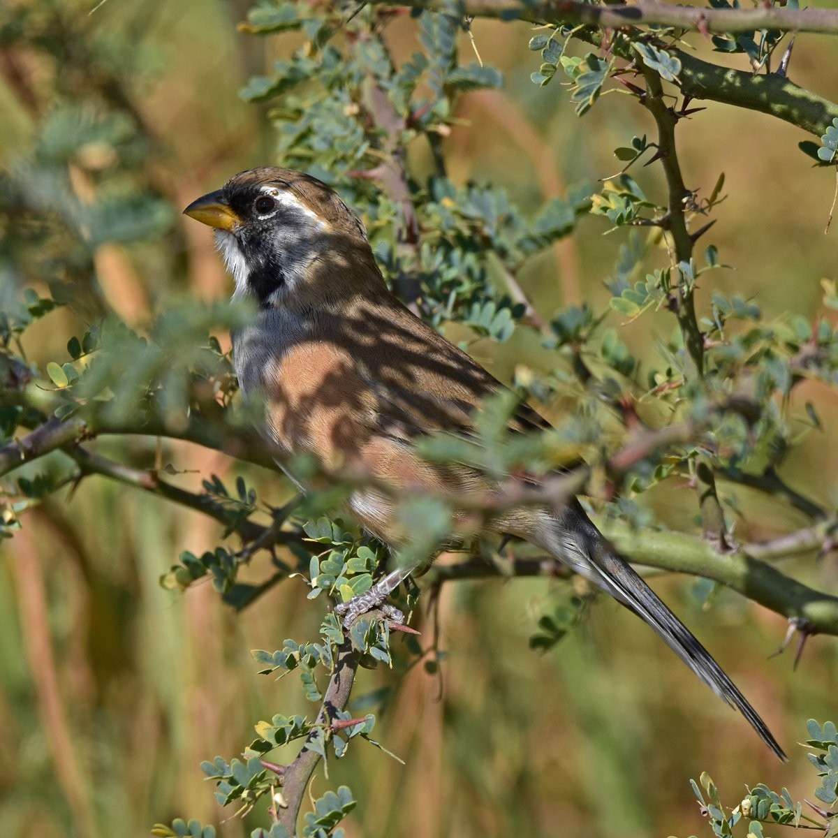 Many-colored Chaco Finch - ML450948171