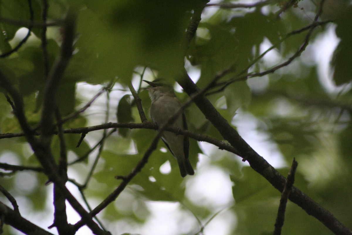 Red-eyed Vireo - Ethan Wells